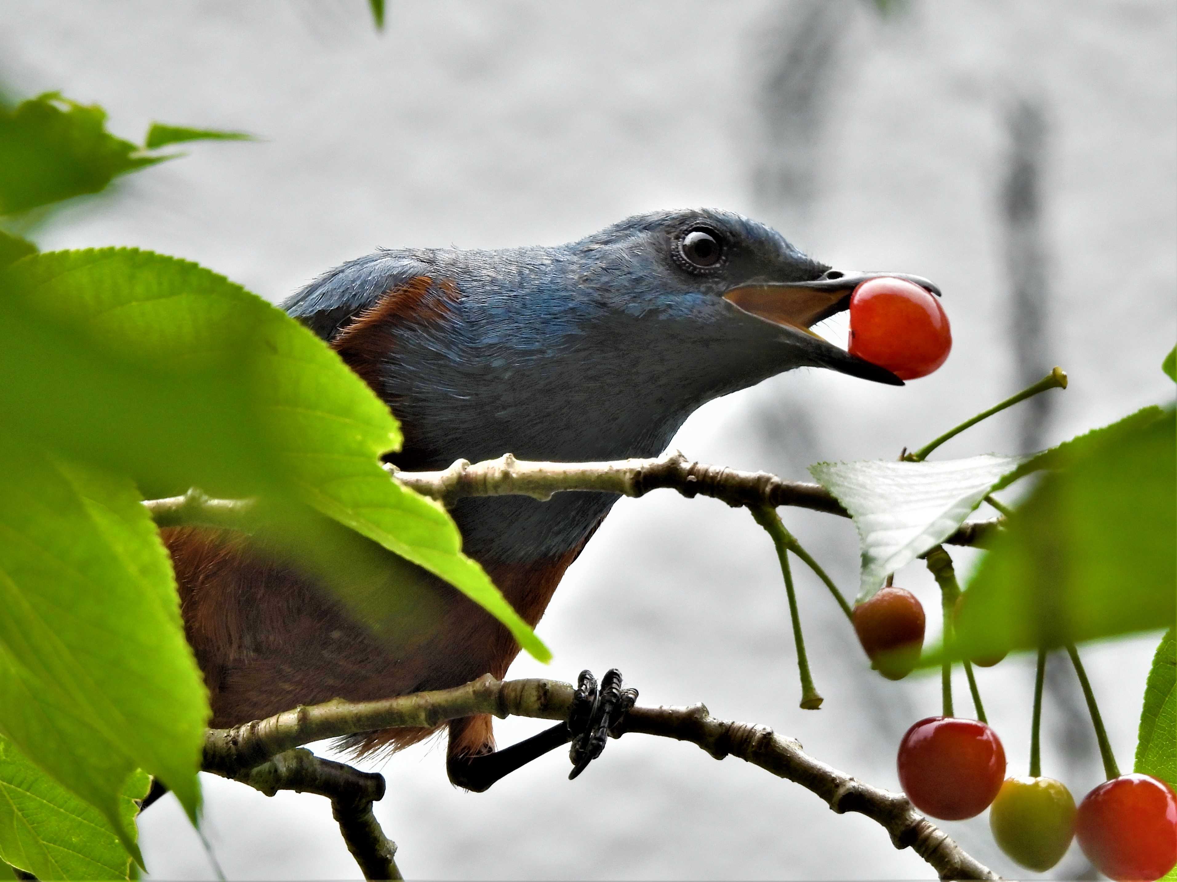 熱帯林の自然回復は果実を食べる鳥の助けによってのみ可能であると研究が発表