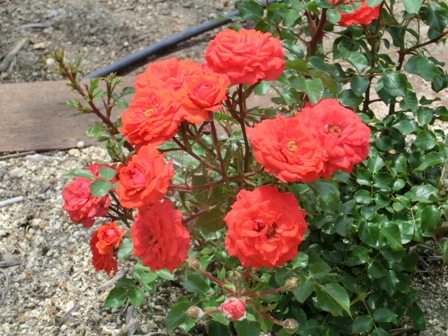 ツベルゲンフェー