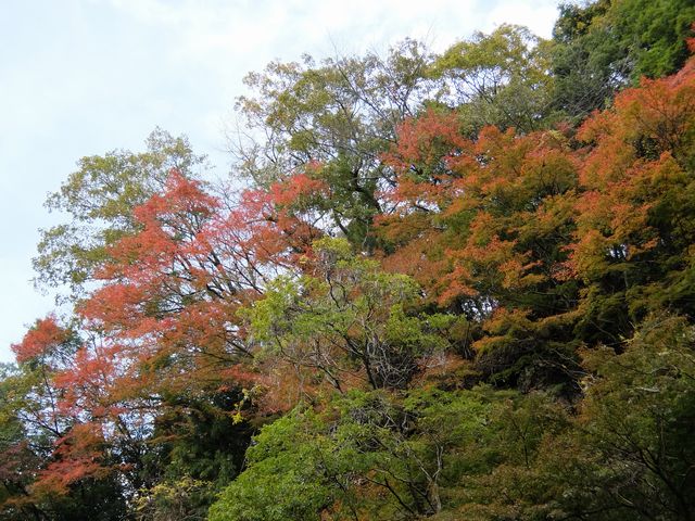 養老渓谷1341.jpg