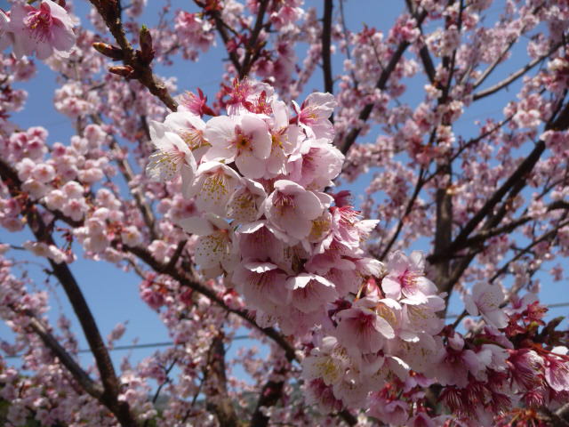 299 河津桜