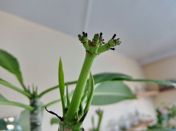 Plumeria frangipanier တရုတ်စံကား プルメリア　ベランダ　育て方　栽培　剪定　ハワイ