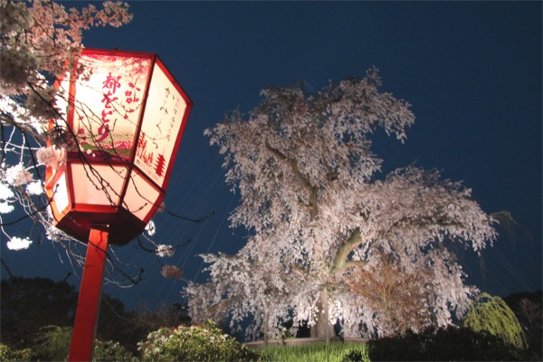 IMG_0552丸山公園の桜.jpg