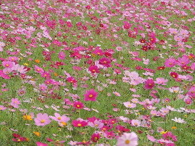 あけぼの山公園03