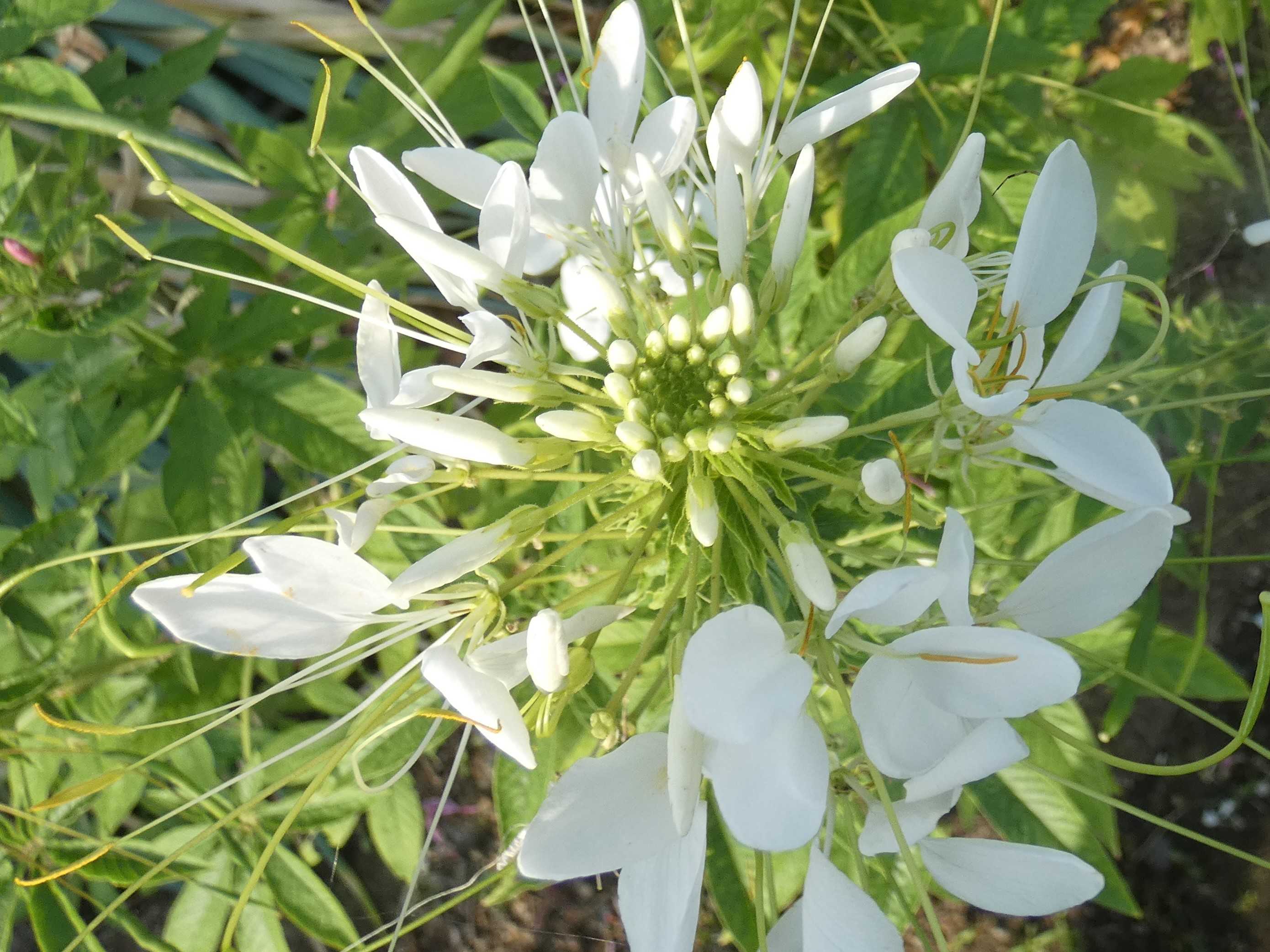 クレオメ 春の小川の花鳥日記 楽天ブログ
