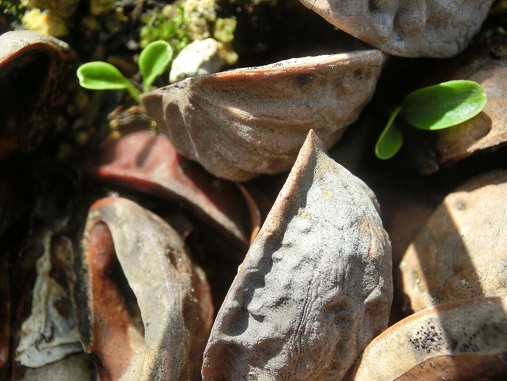 クリローニゲル