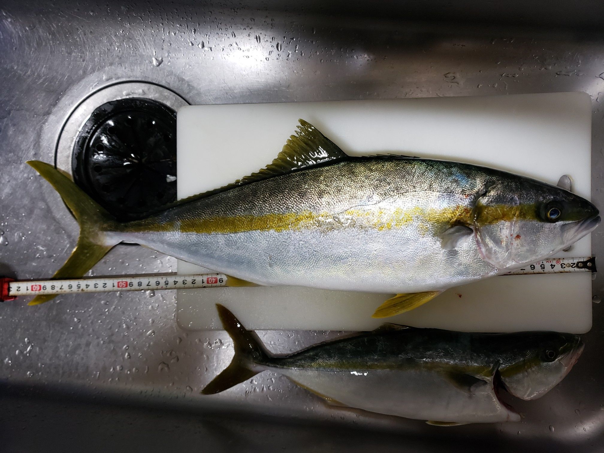 北海道の道南日本海で平政釣り ごっこまの釣り 楽天ブログ