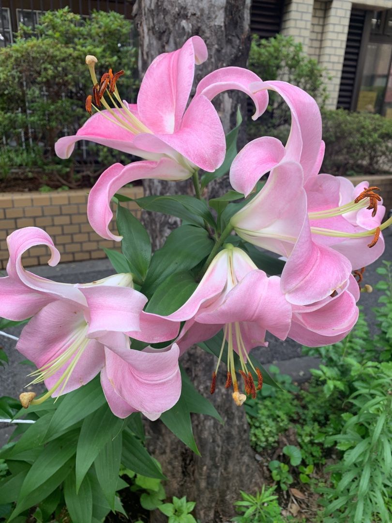 大きなユリの花 だるまさんがころんだ 楽天ブログ