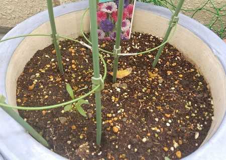 ヤグルマギク 最後の一葉と ダンゴムシの仕業 芽が出てきた菜の花 秋に咲くヒマワリ なのかもね 楽天ブログ