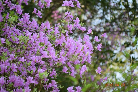 DSC_0258.JPG