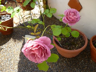 P1180578ss.jpg