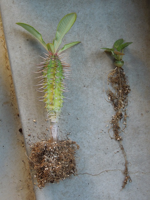 ヴィグイエリ7-6ｰ3