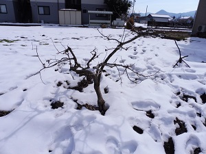 P1000106.JPG