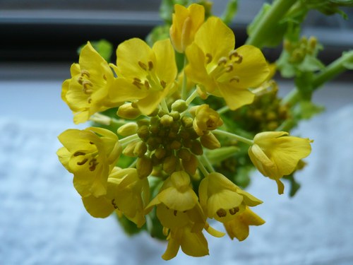 菜の花開花