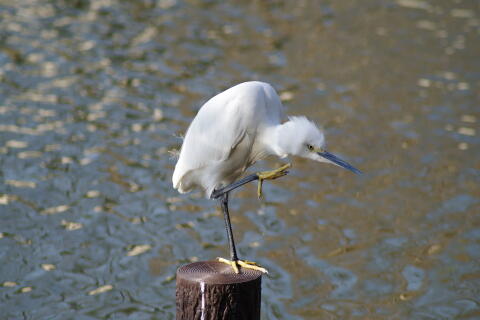 洗足池の野鳥