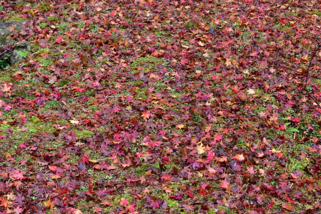 両子寺　紅葉