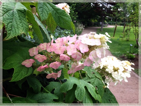 横浜イングリッシュガーデンの紫陽花