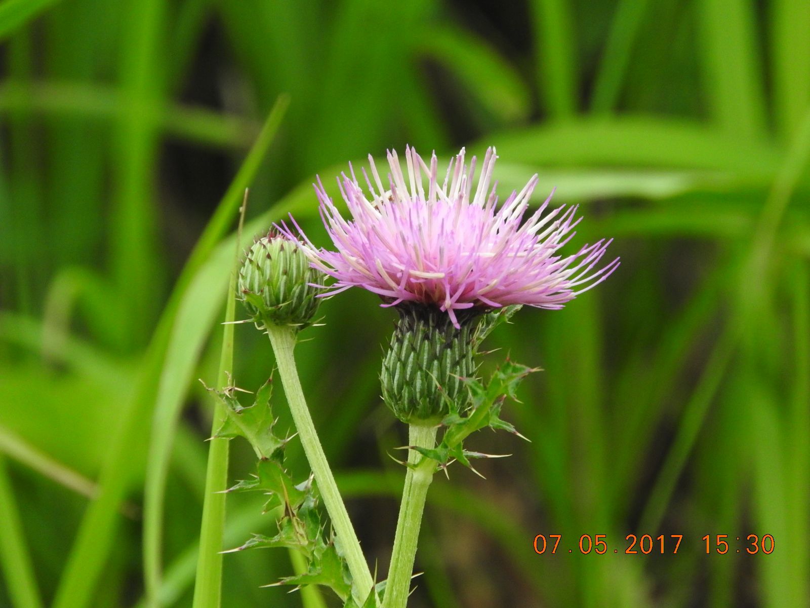 愚者の惑星 ヘイフリックの限界part2 楽天ブログ