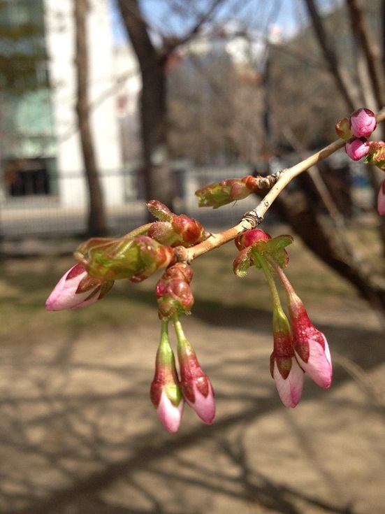 ○sakura0428_7.jpg