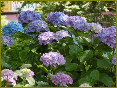 令和元年６月23日 紫陽花の花はマジシャン摩訶不思議 花の歳時記 天南星の魅力 山野草 楽天ブログ