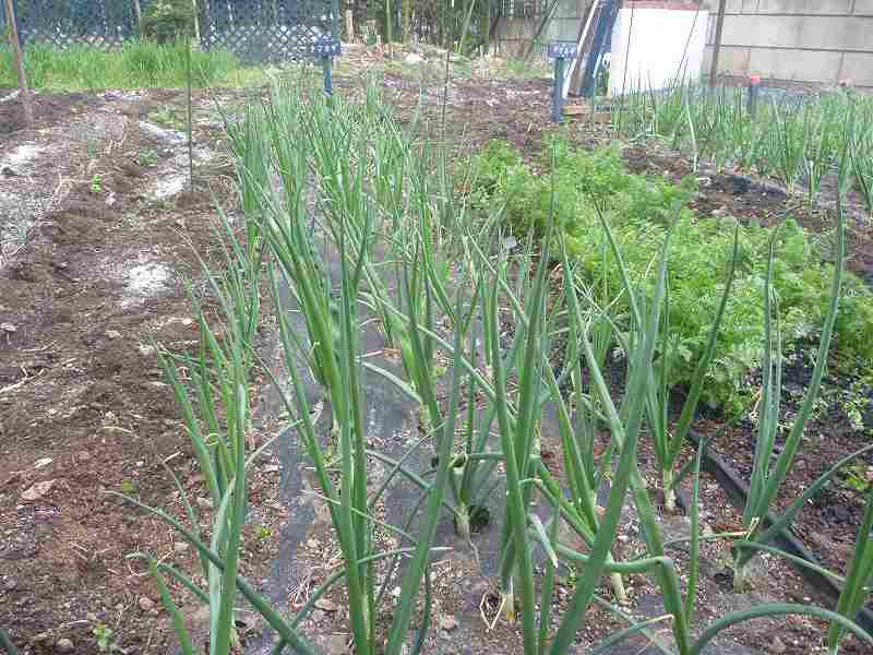 除草後のタマネギ畝。