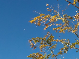 P_20151202_080339.jpg
