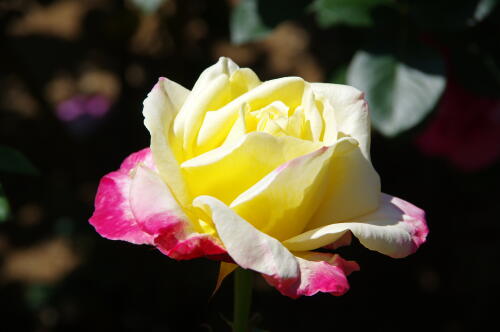 谷津バラ園のバラの花