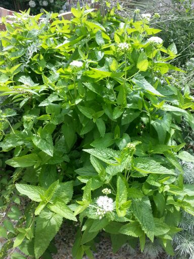 rblog-20140716132254-03.jpg