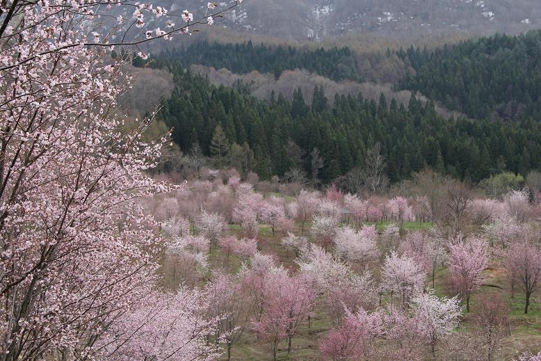 桜峠-1-1.JPG