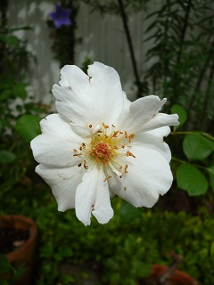P1250218ss.jpg