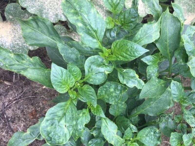 モザイク病のピーマン その後 ちょびの一坪菜園 楽天ブログ