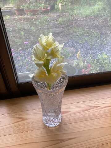 グラジオラス 花瓶に入れて10日目 おっくうの教材作成日記 楽天ブログ