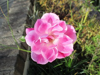 IMG_4206ss.jpg