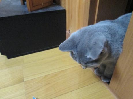 つぎはあそびます２.JPG
