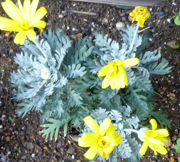 P1070331-001.JPG