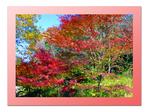 四季の森公園の紅葉