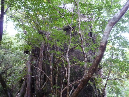 P1030869 (450x338).jpg