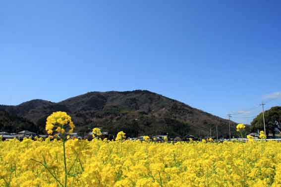 種穂山と菜の花♪