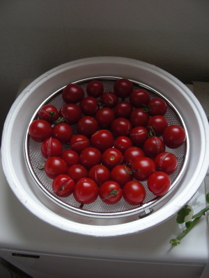 2017-09-20tomato'.JPG