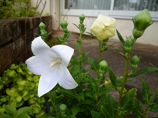 P1070287ss.jpg