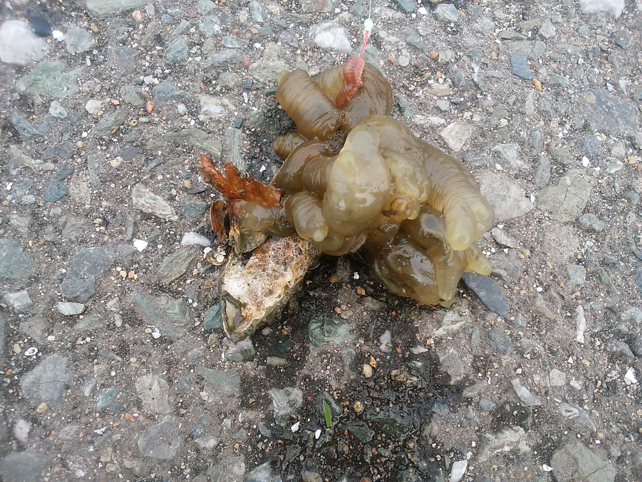 箱崎ふ頭で釣る そして食す 釣り釣りgogo 楽天ブログ