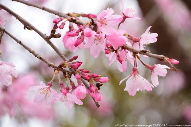 スクービードゥーの 50 年: 最愛の恐ろしい犬の「そっくりさん」を見てみよう