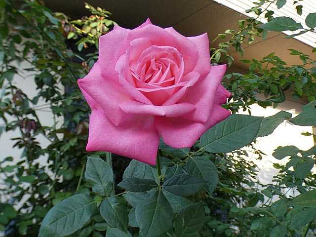 5ページ目の バラ大好き バラの美と香りを求めて 楽天ブログ