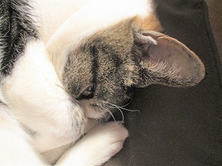 IMG_3961ss.jpg