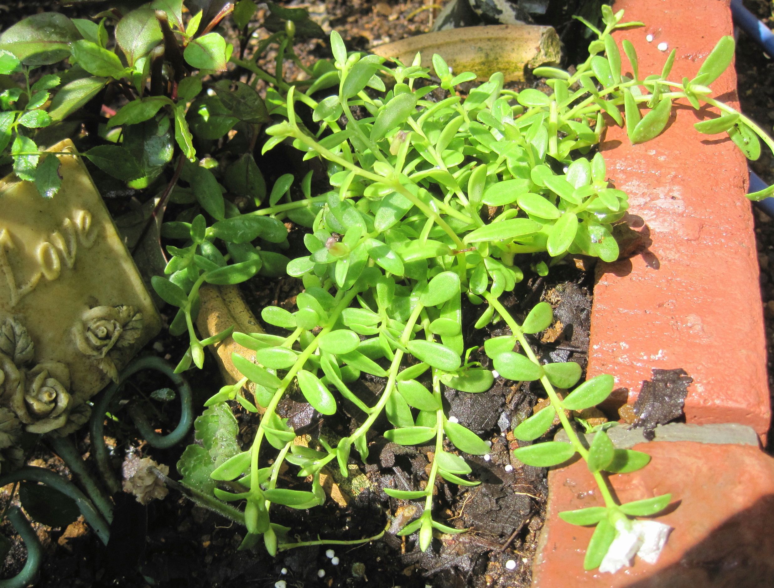 久しぶりの植え込み エキナセア ポーチュラカ たねをまく日々 楽天ブログ