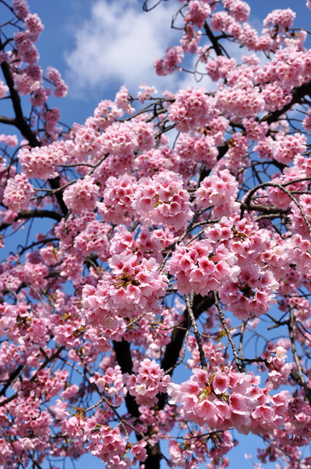 桜４