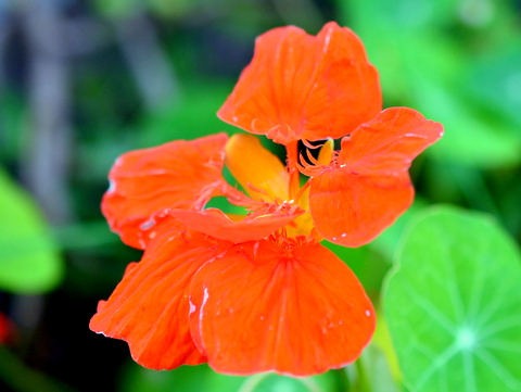 兜に見立てられた花