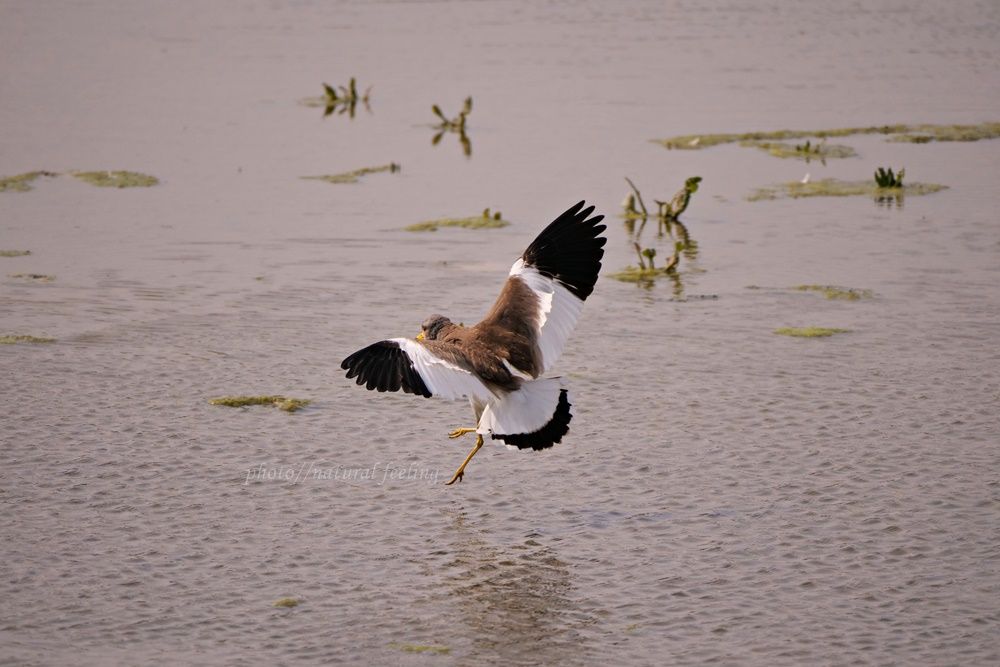ケリが叫び飛ぶ Natural Feeling 楽天ブログ