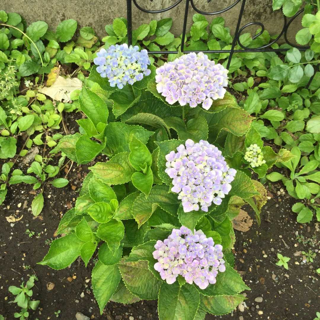 紫陽花 ばらと猫とフラメンコ 楽天ブログ