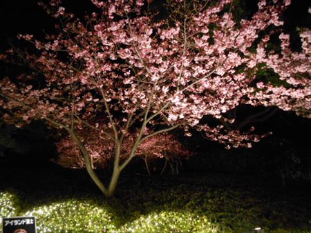 なばなの里の河津桜