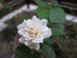 IMG_4037.JPG